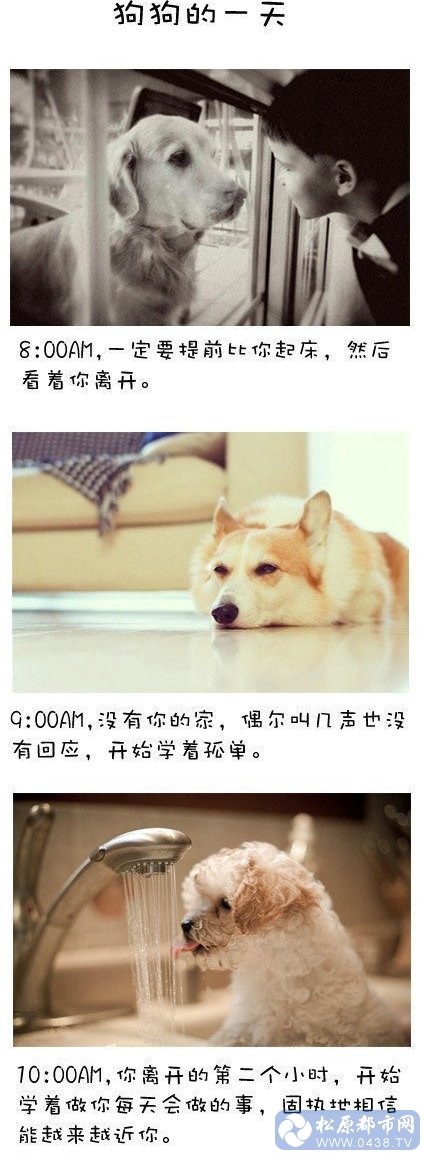 狗狗1.jpg