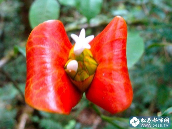 嘴唇花2.jpg