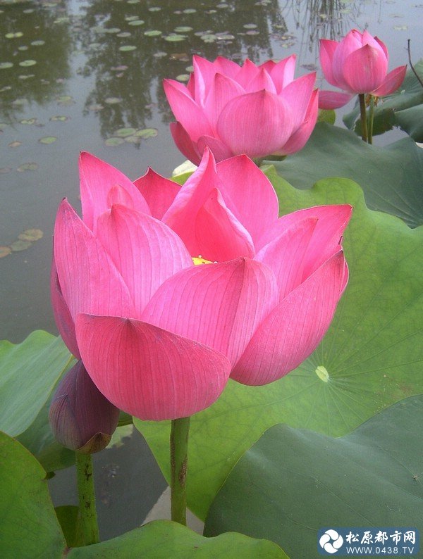 荷花7.jpg