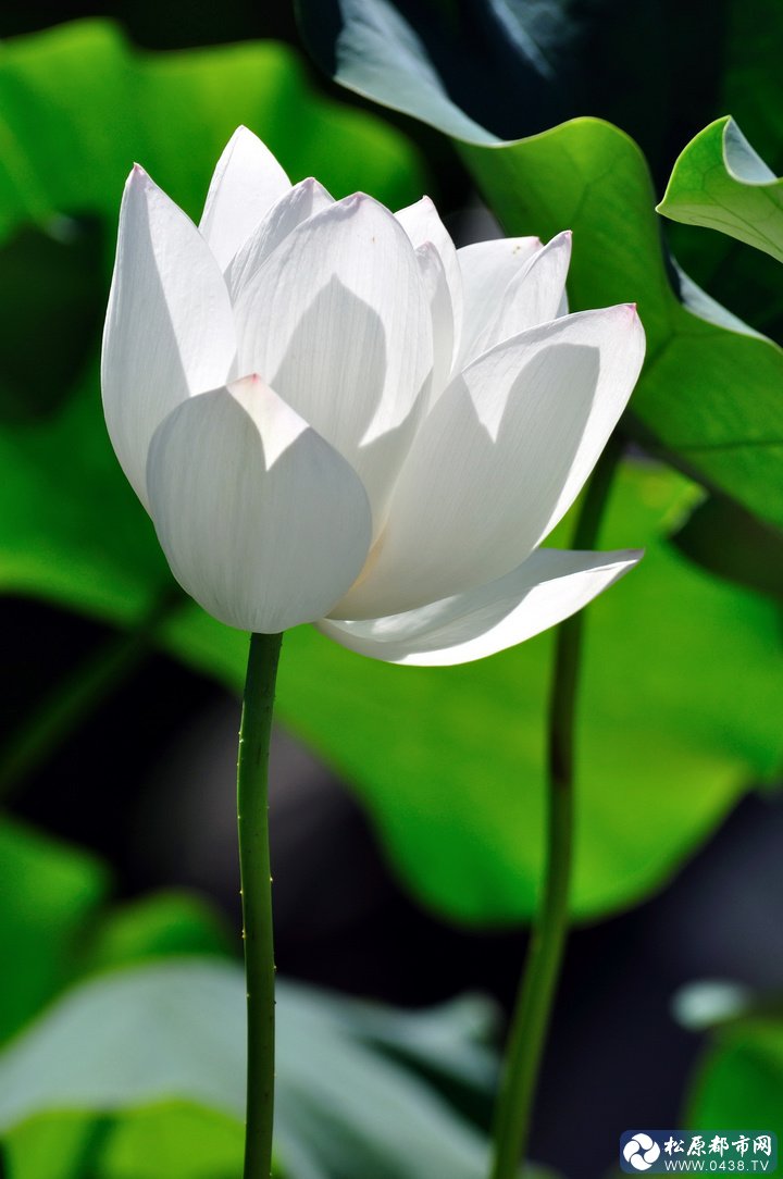 荷花4.jpg