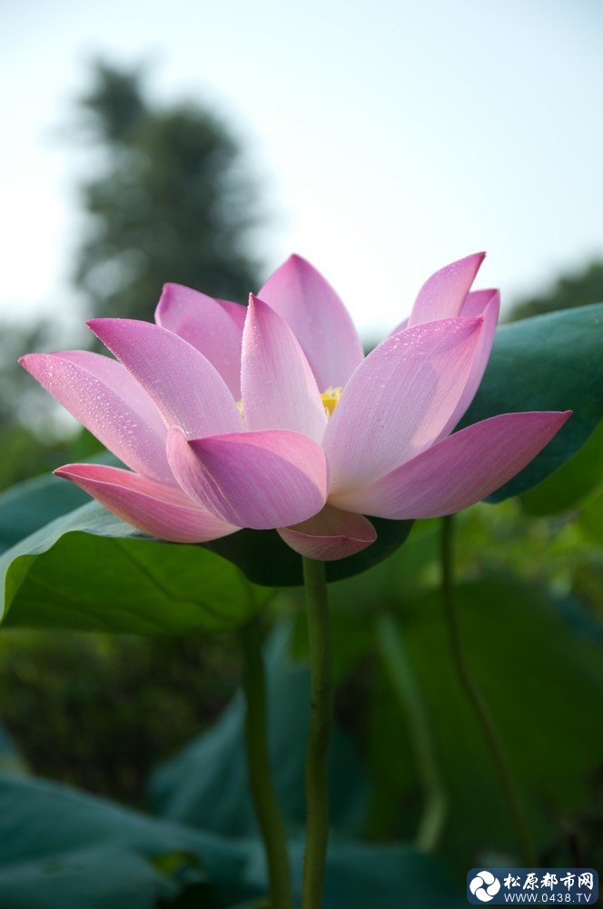 荷花9.jpg