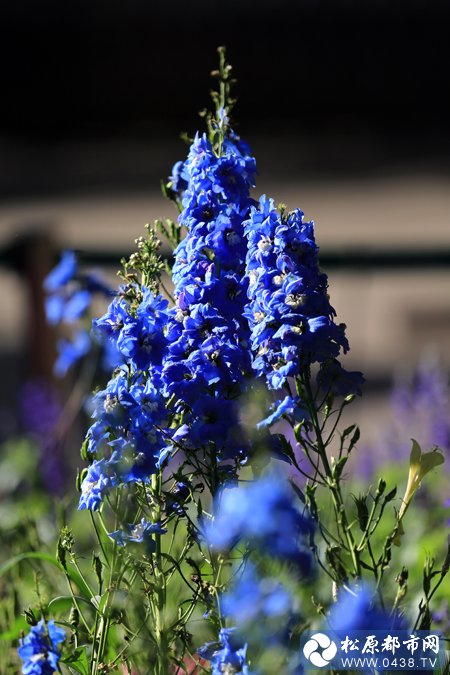 490_403977_9136c103e38671a.jpg